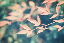 阿联酋俱乐部在国际赛事中斩获胜利